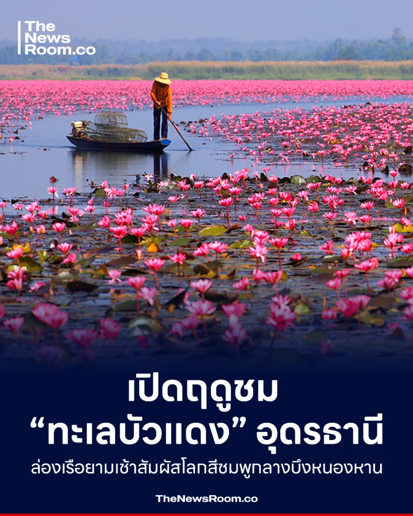 เปิดฤดูชม “ทะเลบัวแดง” อุดรธานี ล่องเรือยามเช้าสัมผัสโลกสีชมพูกลางบึงหนองหาน
