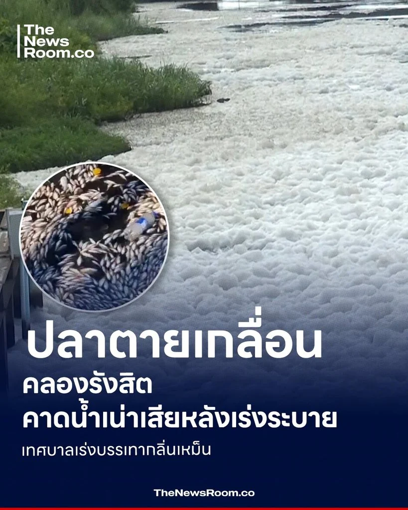 ปลาตายเกลื่อนคลองรังสิต คาดน้ำเน่าเสียหลังเร่งระบาย เทศบาลเร่งบรรเทากลิ่นเหม็น