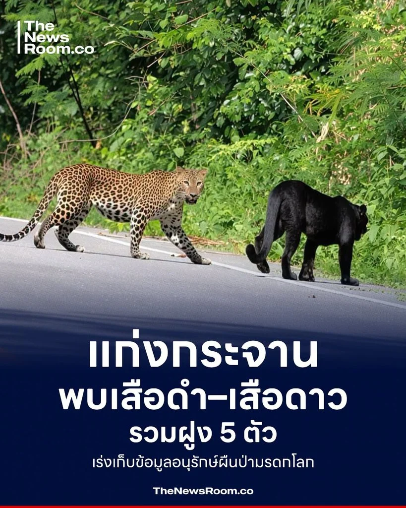 แก่งกระจานพบเสือดำ–เสือดาวรวมฝูง 5 ตัว เร่งเก็บข้อมูลอนุรักษ์ผืนป่ามรดกโลก